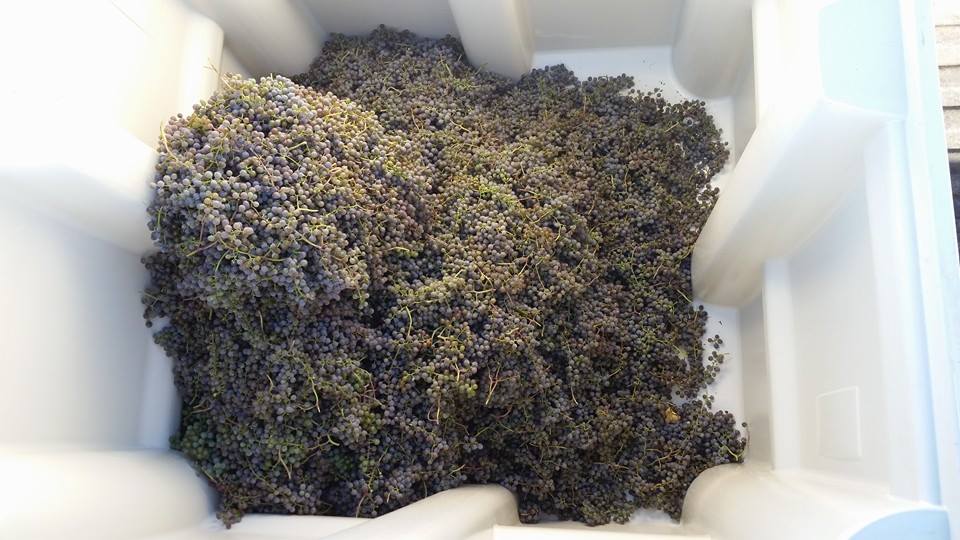Montana Wine Grapes