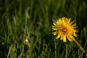 Dandelion flower